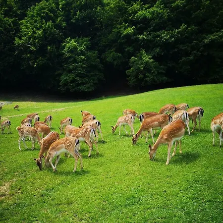 Apartamento Amy Podčetrtek